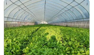 浙江省蔬菜种业发展现状及建议对策