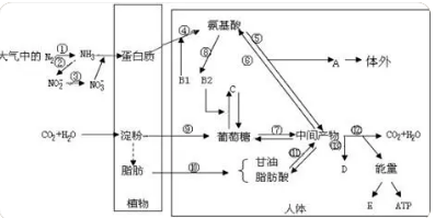 微生物代谢