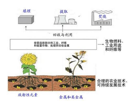 土壤修复