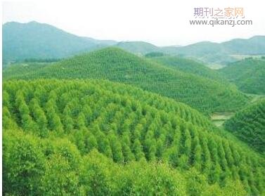 广西林业