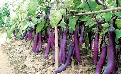 ������ֲ