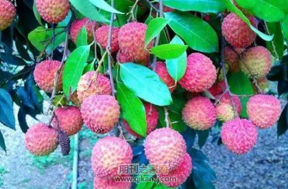 ��֦��ֲ