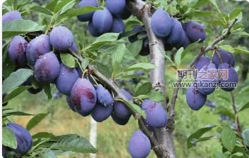 ������ֲ