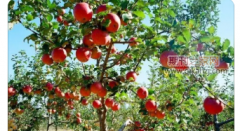 苹果园土肥水管理技术要点分析